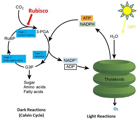 The Role of Gas
